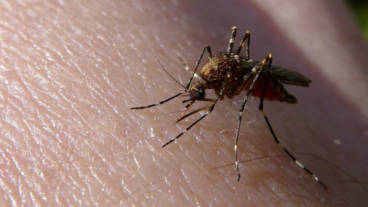 Mosquito