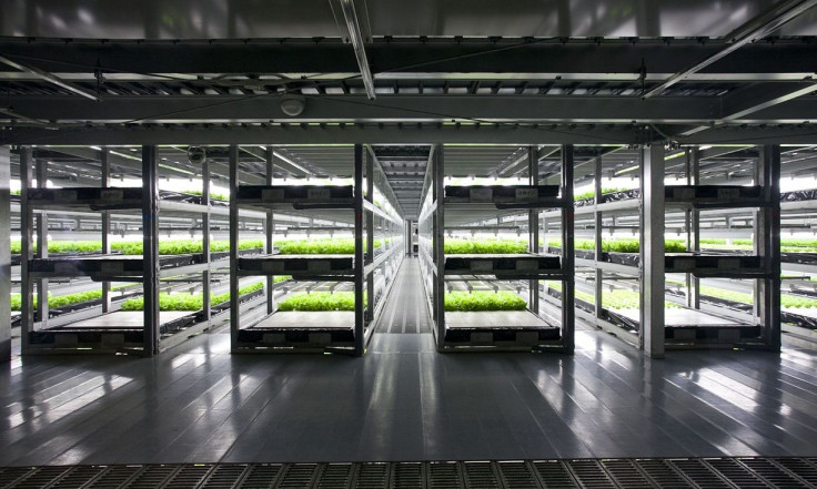 Lettuce Farms