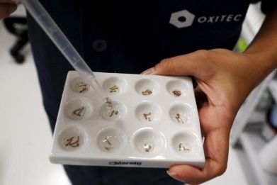 A technician from Oxitec inspects larvae of Aedes aegypti mosquitoes in Campinas, Brazil, February 2, 2016.