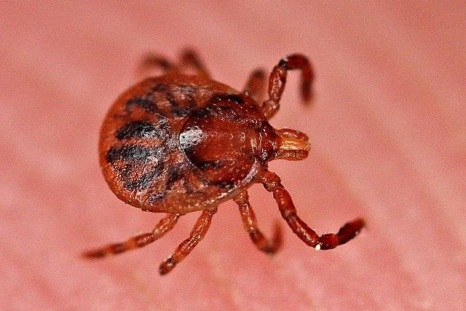 The CDC announces the discovery of a new bacterial species that can cause Lyme disease. Above, a member of the arachnid species that primarily spread Lyme in the U.S., the deer tick.
