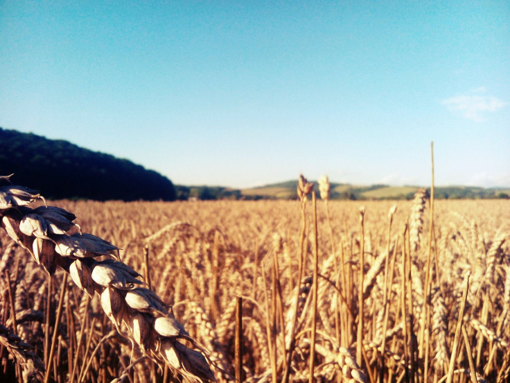 Barley Grain