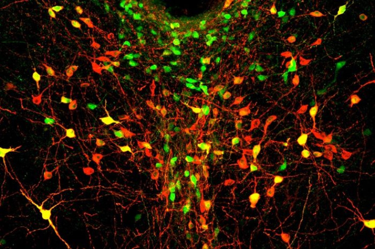 MIT-Lonely-Neurons