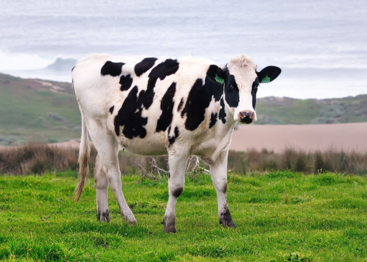 cow