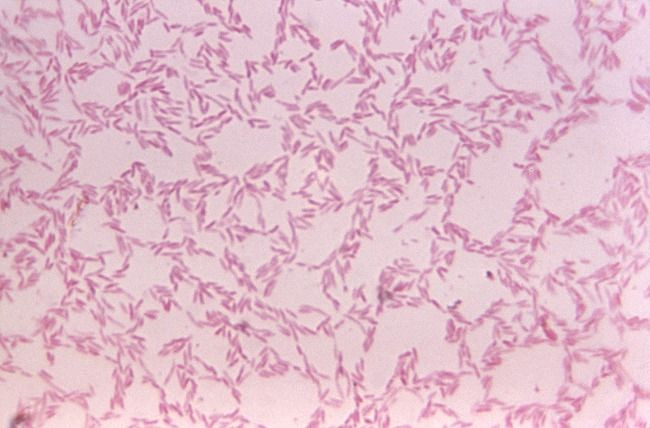Bacteroides biacutus