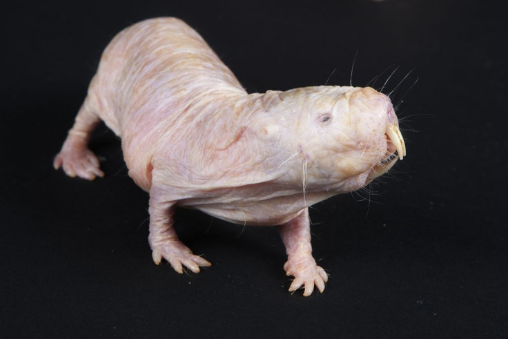 naked mole rat