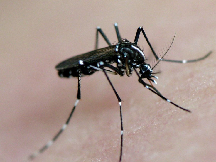 asian tiger mosquito