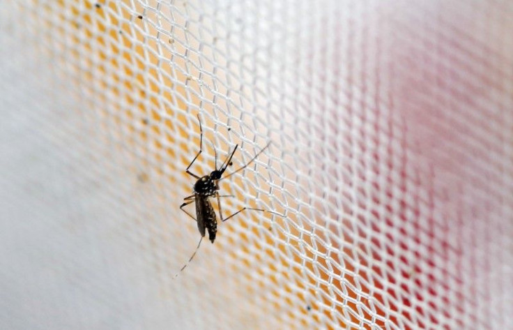 aedes aegypti mosquito