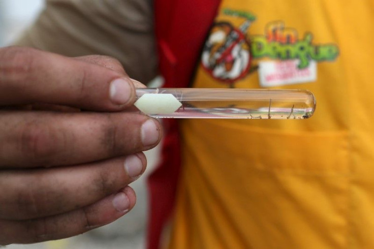 mosquito larvae