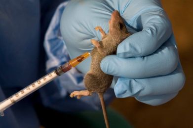 An ecologist extracts a sample of blood from a Mastomys Natalensis rodent in the village of Jormu in southeastern Sierra Leone February 8, 2011. Lassa fever, named after the Nigerian town where it was first identified in 1969, is among a U.S. list of 