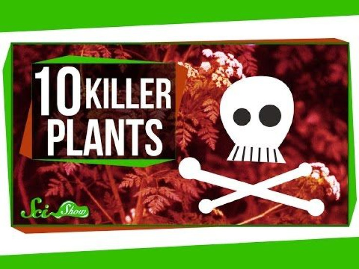 Deadly Nightshade, Oleander Shrub, Wolfsbane, And 7 Other Poisonous Plants That Can Kill You