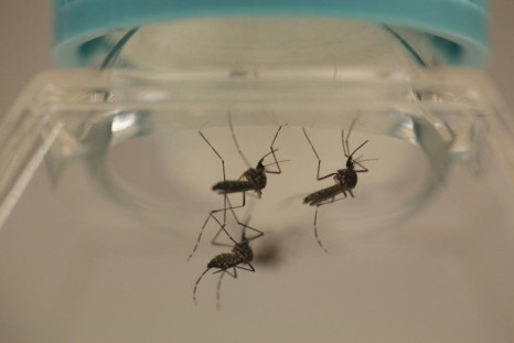 Aedes aegypti mosquitoes are seen at the Laboratory of Entomology and Ecology of the Dengue Branch of the U.S. Centers for Disease Control and Prevention in San Juan, March 6, 2016. Picture taken March 6, 2016.