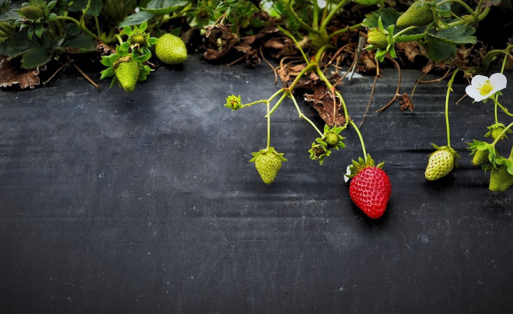 Freshly Picked Produce