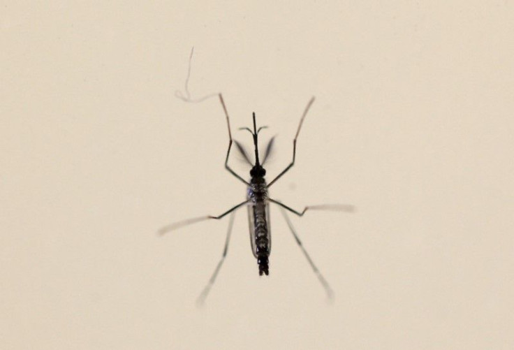 Aedes aegypti mosquito