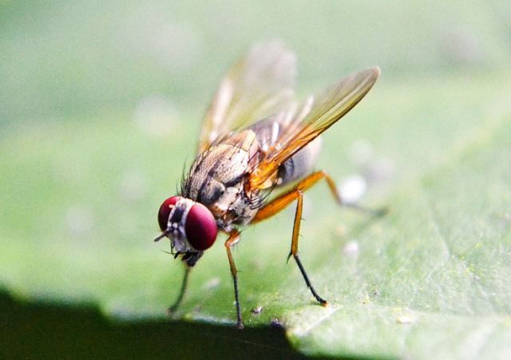 Fruit Fly Anxiety