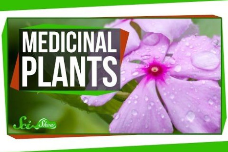 A 5,000 year old Sumerian clay slab lists 250 plants useful in preparing medicines, Hank Green reports in this episode of SciShow. Current tests prove many of these plants lack healing powers, yet others contain highly therapeutic ingredients.  Many of the useful plant-based substances belong to a family of nitrogen-containing compounds called alkaloids. Their names usually end in –ine and include the ever popular caffeine, nicotine, and morphine.A medicinal plant that appears in hundreds of recipes snatched from the pages of Traditional Chinese Medicine is sweet wormwood. Investigating its use, contemporary researchers discovered it contains an alkaloid, Artemisinin (an exception to the –ine ending). Today, extracts of the plant treat malaria, though careful preparation methods are necessary for success.Goat’s Rue or Professor Weed has been used in the Middle East and Europe since the middle ages. Today, scientists know this plant contains high levels of guanidine, an alkaloid which can reduce blood sugar levels. Pharmacologists created Metformin, the popular diabetes drug, with this.A plant known by the unwieldy name of Burley-And-Lee 351 — for the scientists who discovered it in Malaysia in 1997 — offers an ingredient found in Calanolide A, an experimental drug that prevents HIV from replicating. When the scientists returned to the jungle to collect more for research purposes, they were surprised to learn the plant had been destroyed by local farmers. Luckily, they re-discovered it in trees found in the Singapore botanic gardens.  Finally. rosy periwinkle is native to Madagascar, where it is used for all kinds of ailments. In the Western World, scientists use two of its alkaloid ingredients, vincristine and vinblastine, to treat cancer.A quarter of all prescription drugs in the United States come from substances that are found only in plants, Green reminds us. Plants save lives so let’s save plants!