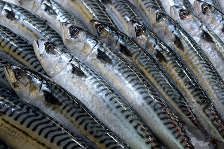 Mackerel