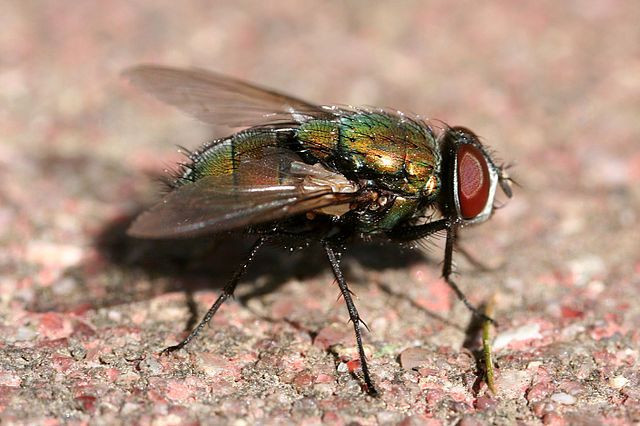 Lucilia sericata