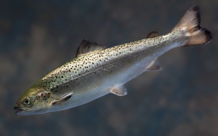 salmon