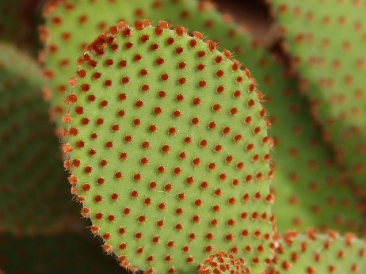 Cactus plant