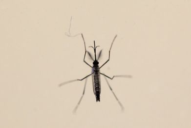 An Aedes aegypti mosquitoe is seen at the Laboratory of Entomology and Ecology of the Dengue Branch of the U.S. Centers for Disease Control and Prevention in San Juan.