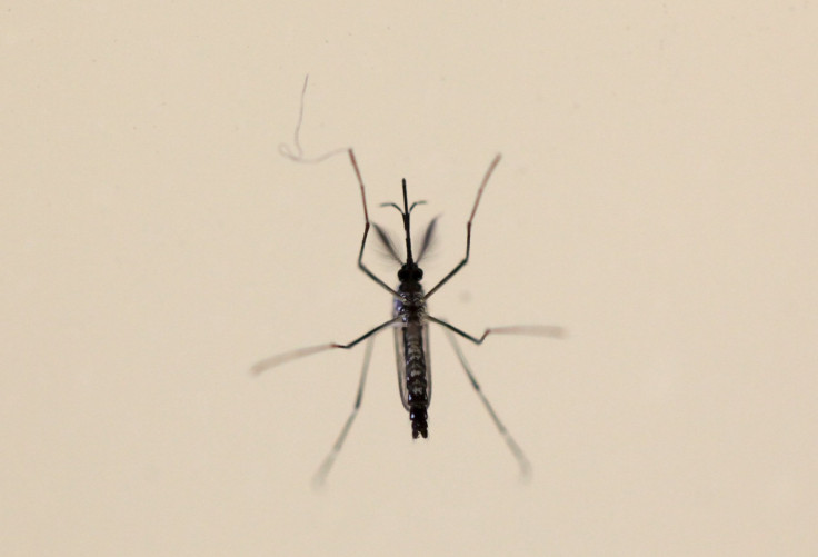 Aedes aegypti mosquito zika
