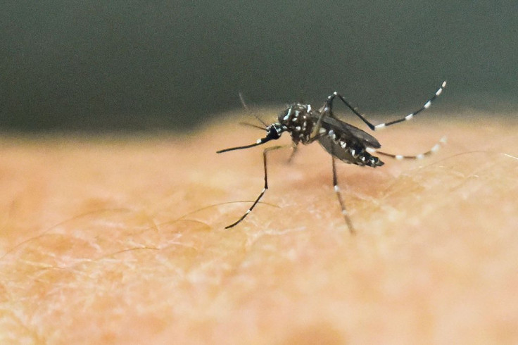 mosquito