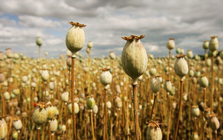 opium poppies