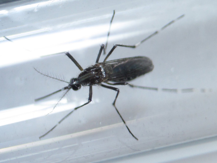 Aedes aegypti