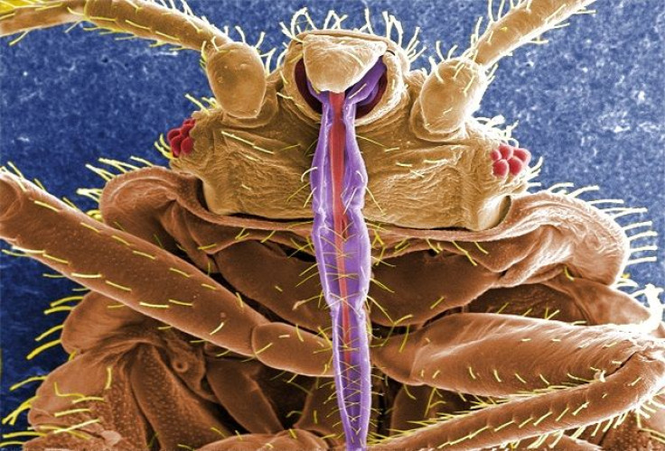 Cimex lectularius