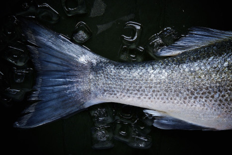 Pollutants found in fish could be making their way into our food supply and damaging our body's natural defense system.