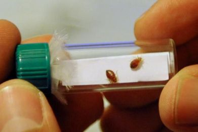 Bed bugs apparently have favorite and least favorite colors when it comes to where they like to live.