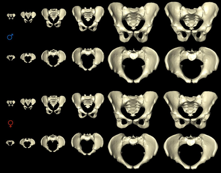 pelvis