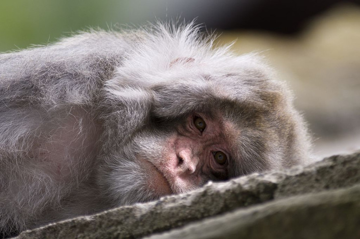 Rhesus Monkey