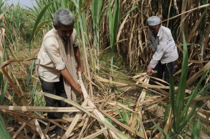 sugar cane