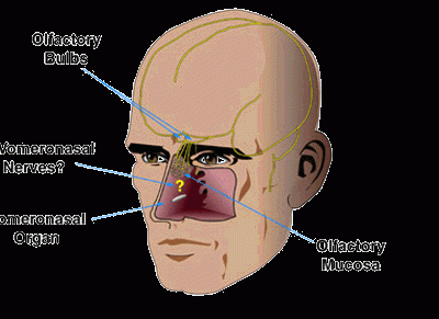 Vomeronasal Organ