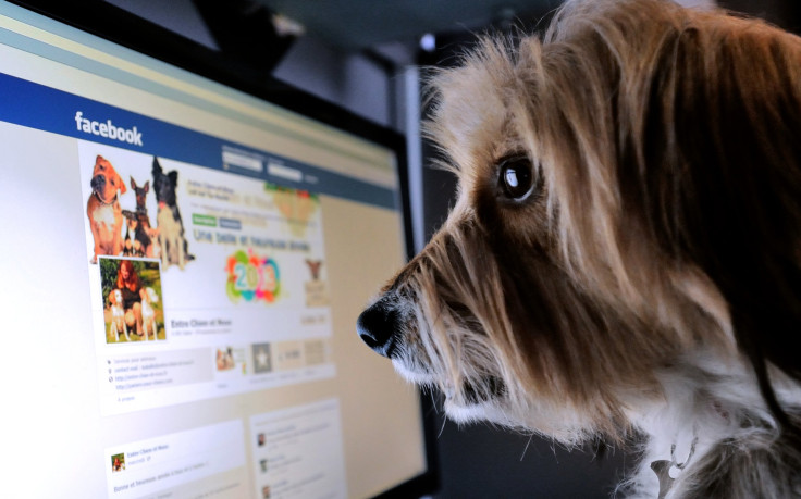 facebook dog