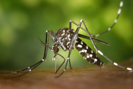 The Zika virus isn't just spreading disease through the Aedes albopictus mosquito, seen above, it's also spreading conspiracy theories through Twitter, a new study finds.