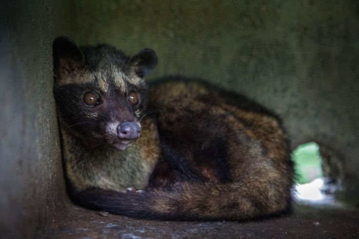 Civet Cat