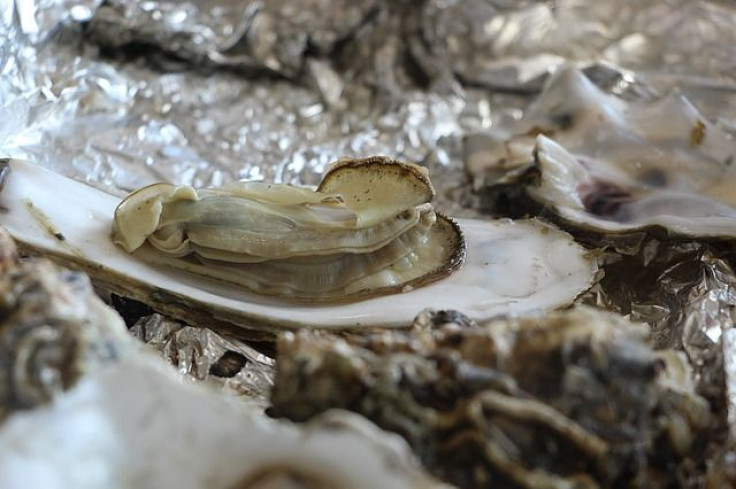 oyster