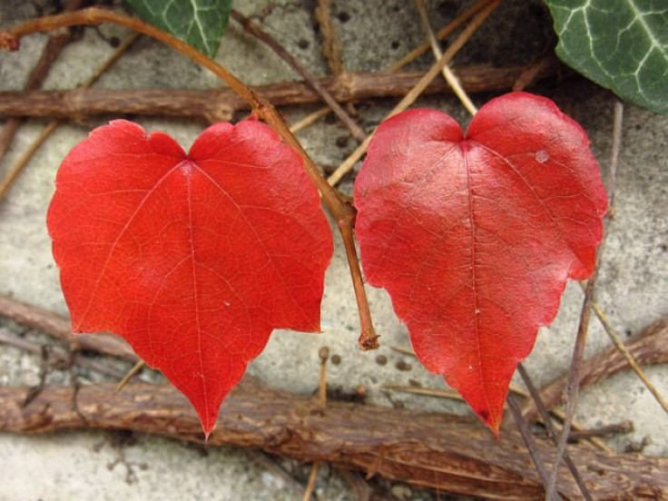 Heart-shaped leaves