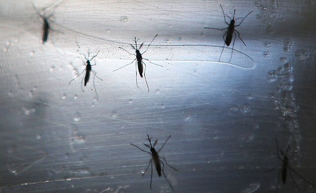 Where Zika Virus Goes, Abortion Rates Grow — Even In Countries Where It ...