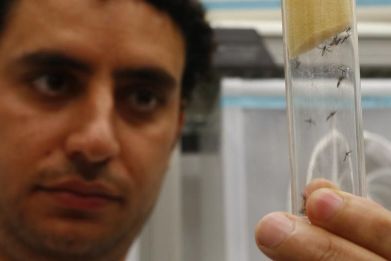 A scientist displays Aedes aegypti mosquitoes inside the International Atomic Energy Agency's (IAEA) insect pest control laboratory.