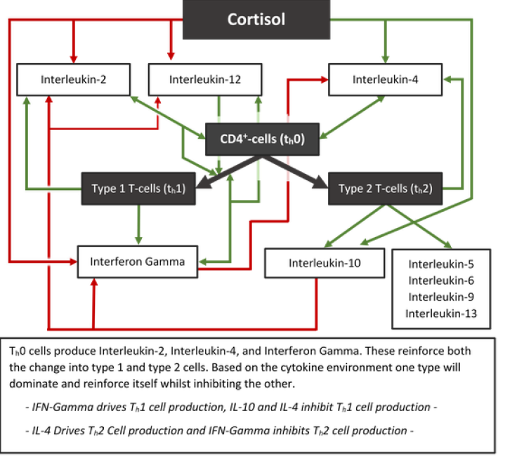 Cortisol