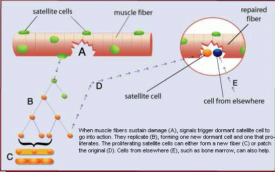 Muscle fibers