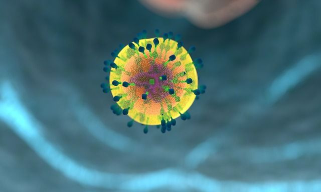 Immune system