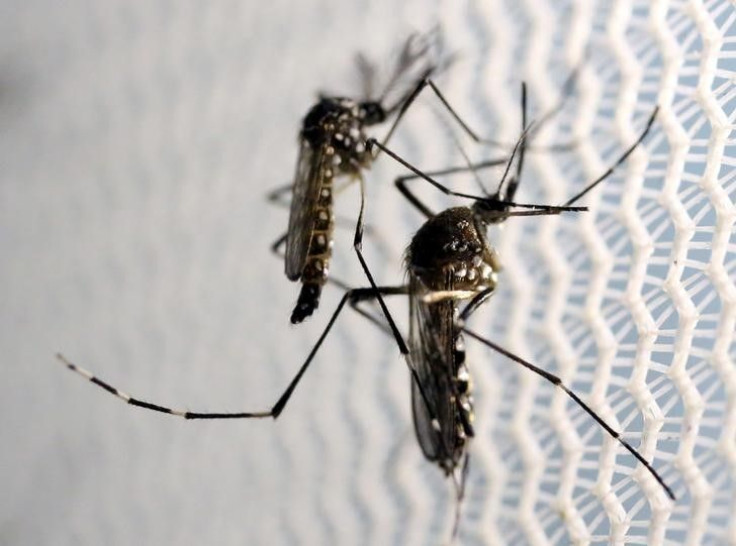 Mosquitoes