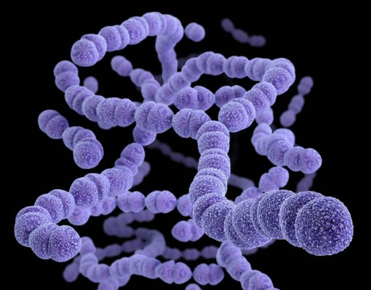 Streptococcus pneumoniae