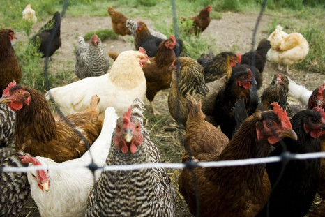 The odor of chickens may repel certain mosquitoes known to cause malaria, possibly signaling the development of new tools against the mosquito-borne disease.