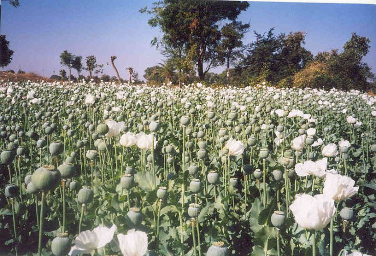 poppy field