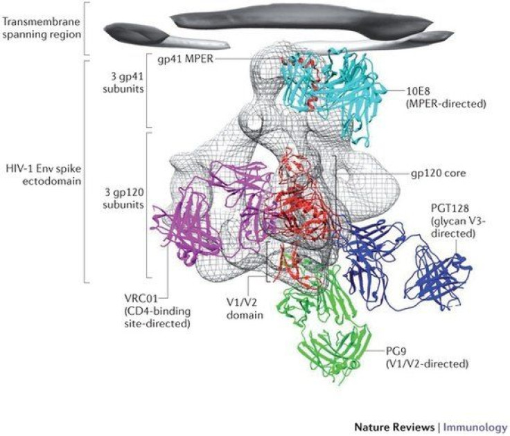 Antibodies